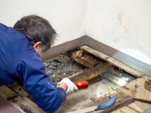 Best Post-Flood Mold Remediation in Rosemead, CA