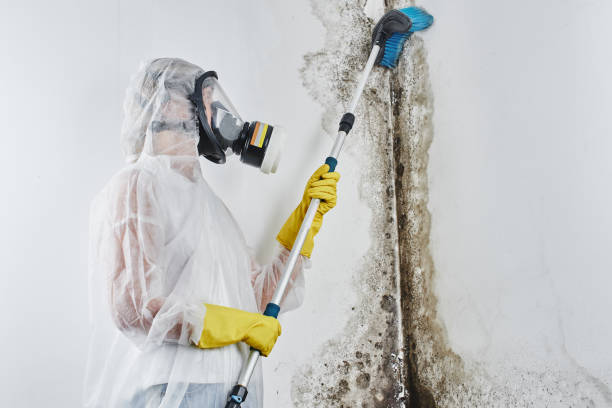 Best Mold Remediation for Specific Building Types in Rosemead, CA