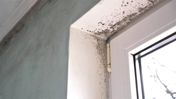 Best Residential Mold Remediation in Rosemead, CA