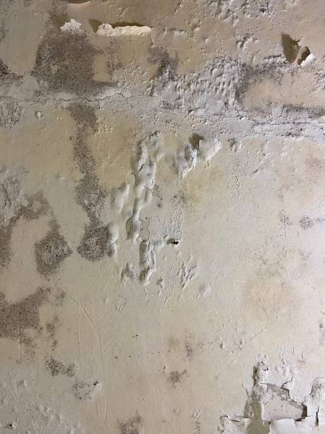 Best Basement Mold Remediation in Rosemead, CA