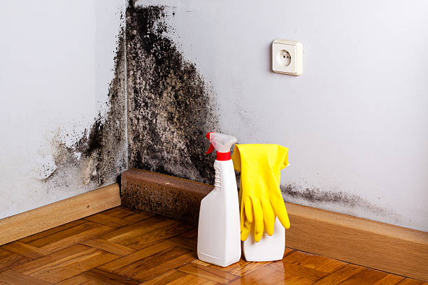 Professional Mold Remediation in Rosemead, CA
