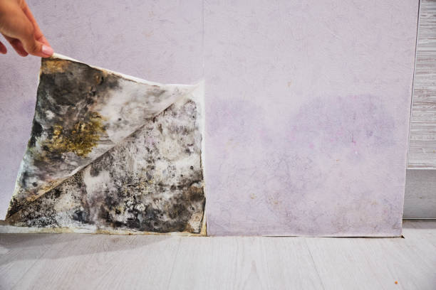  Rosemead, CA Mold Removal Pros